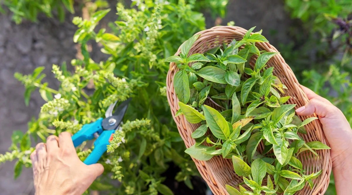 A woman's skilled hand delicately snipping fragrant basil leaves from its thriving plant. The basil plant, with its vibrant green foliage, stands tall and bountiful. In her other hand, a brown wooden basket awaits to cradle the freshly harvested basil.