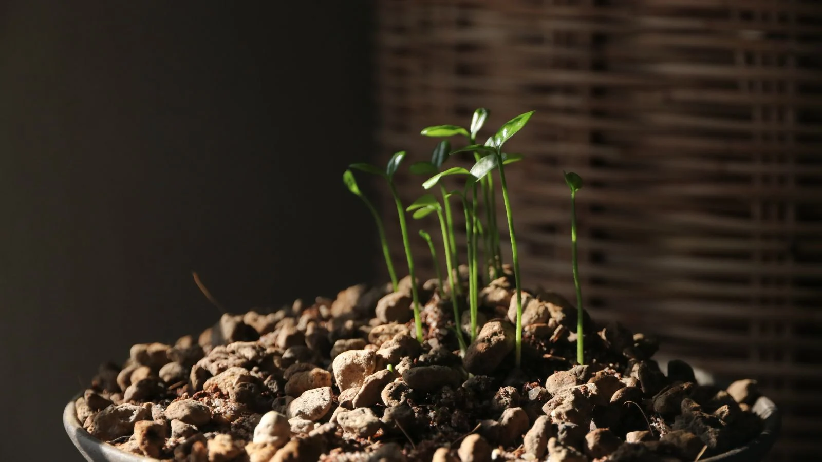 Multiple young seedling growing upright with deep green stems, thriving in soil in container placed in dark shady area