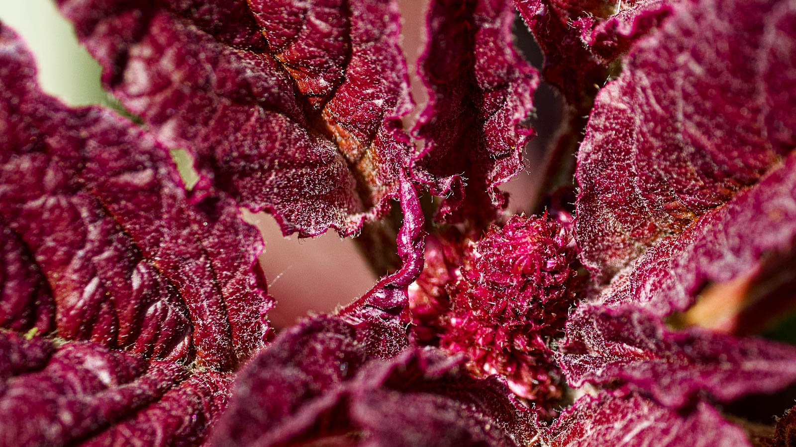 Close up of red amaranth leaves.