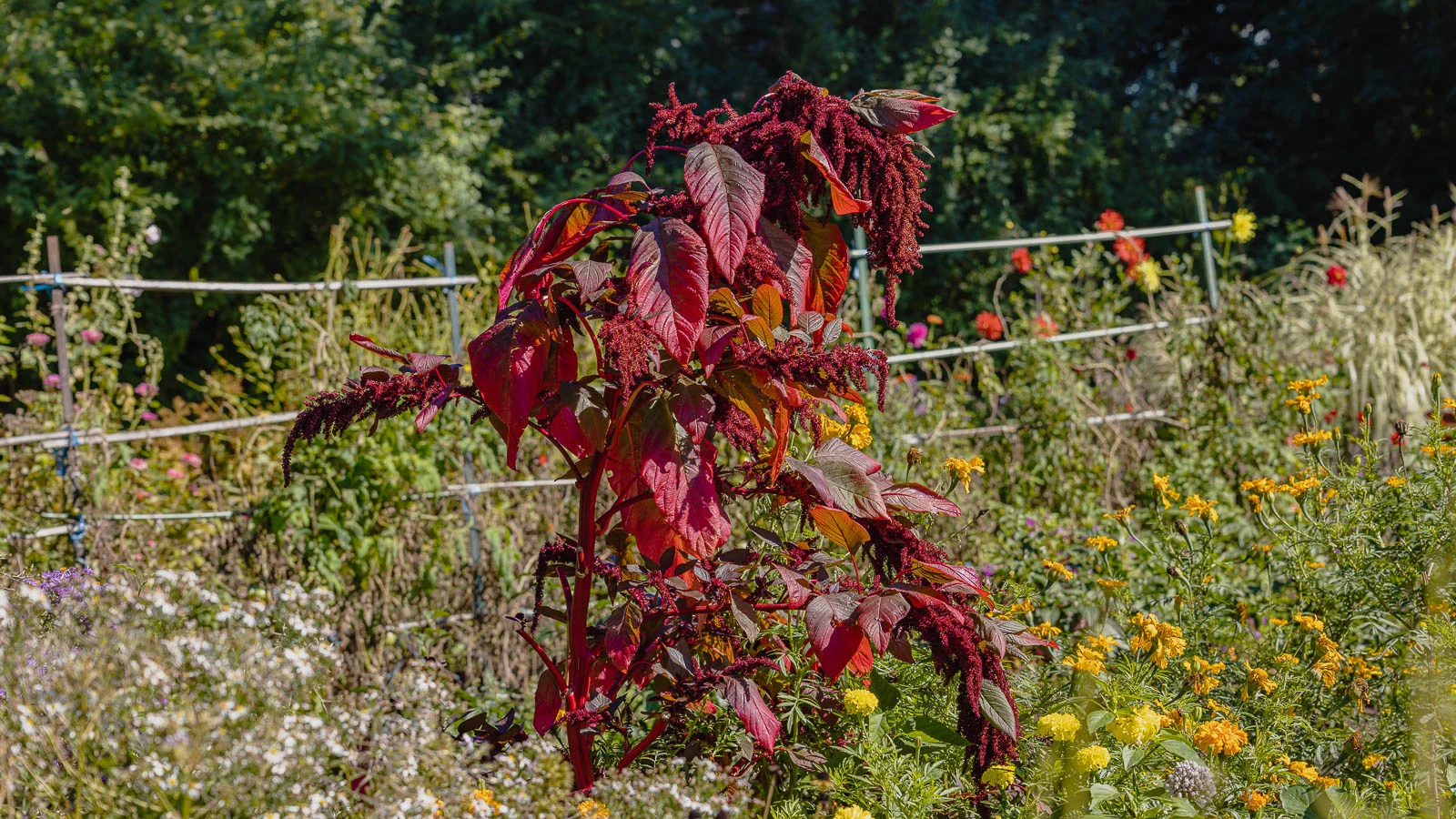 Tall amaranth plant surrounded by flowers with fence behind.