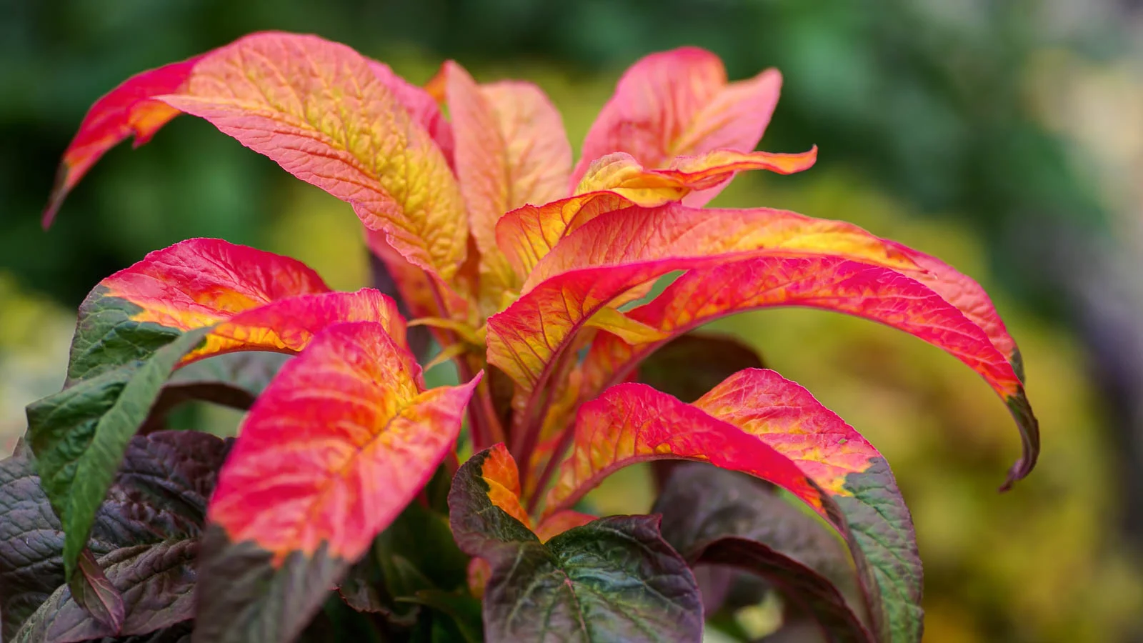 Close up of Amaranthus tricolor with red and yellow leaves in the sunlight.