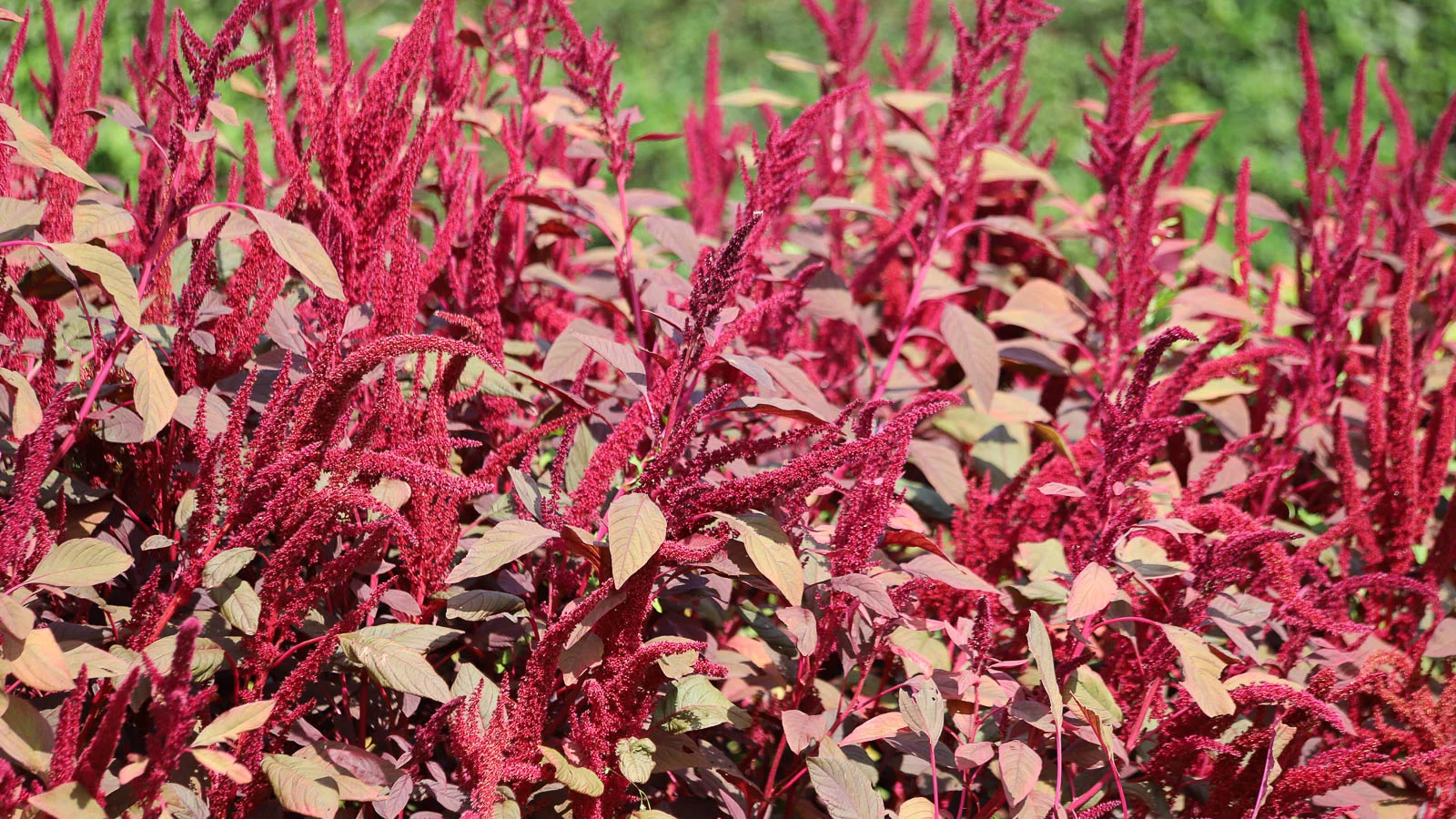 Field of red amaranth flowers with burgundy leaves.