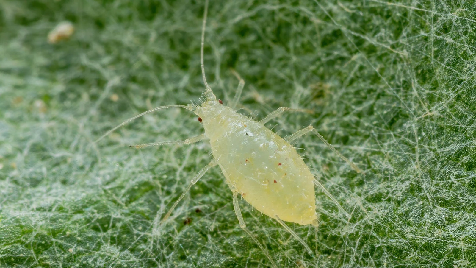 Close up of green aphid on leaf. 