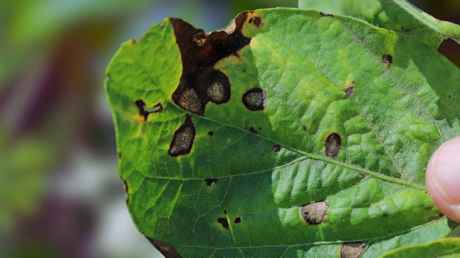 Leaf with brown cercospora leaf spot.