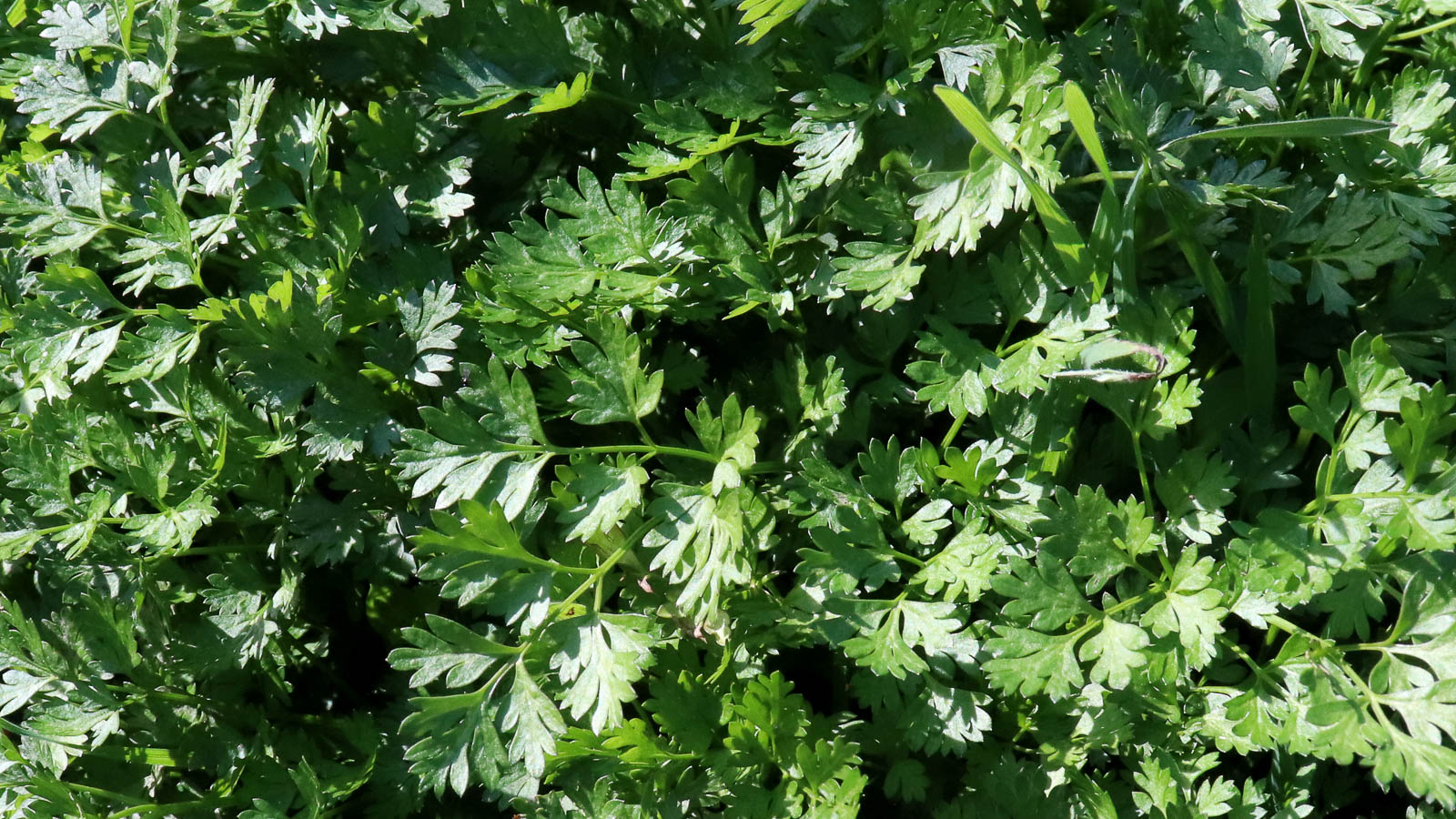 Green leaves in herb garden. 