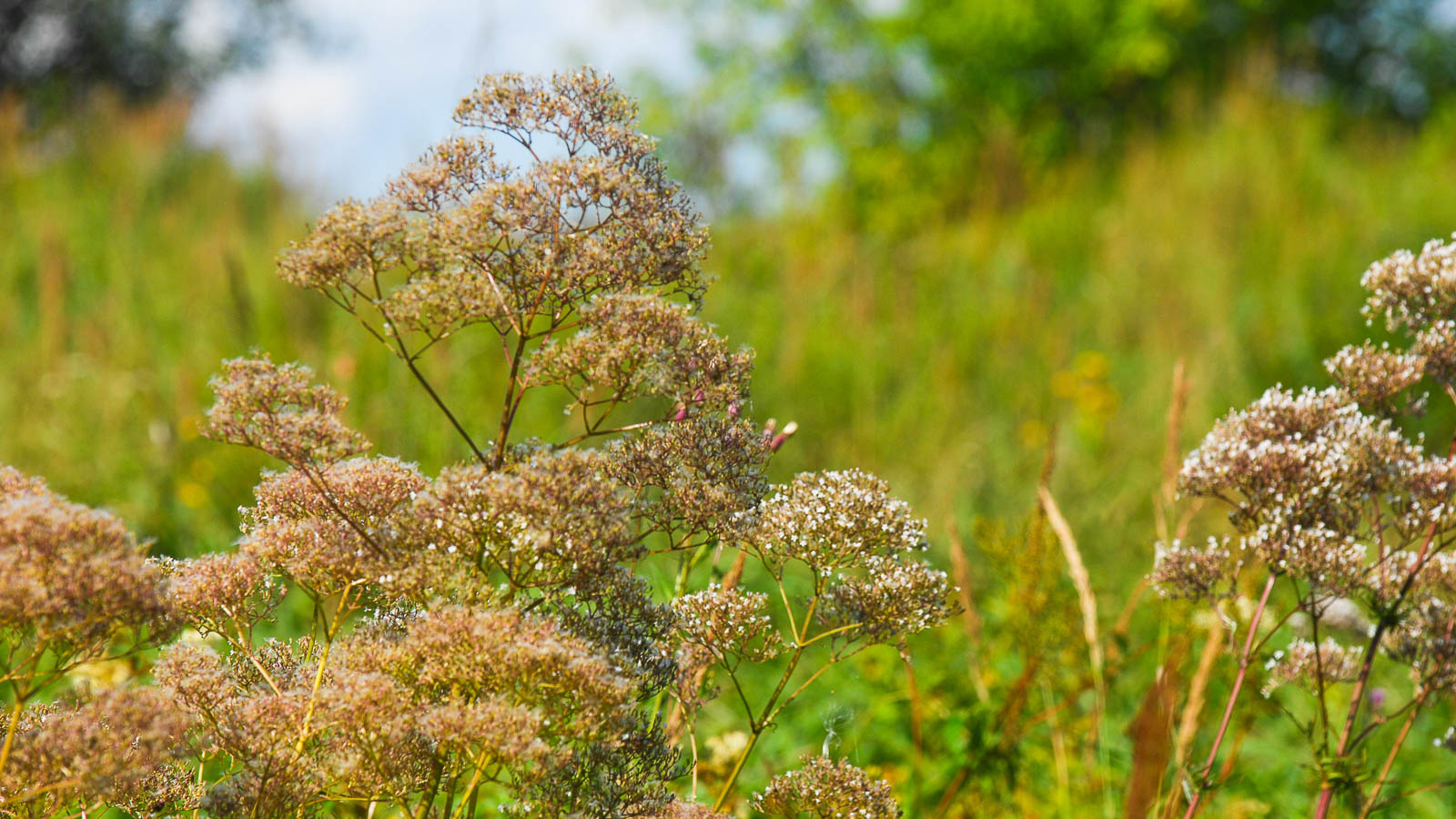 Dried flowers going to seed in the garden. 