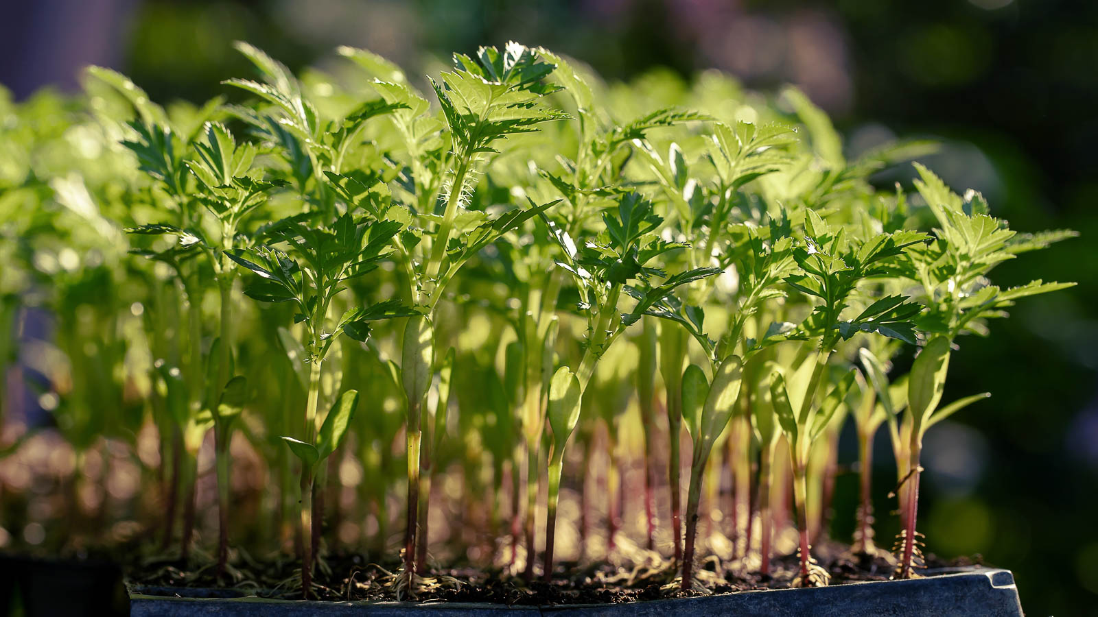 Chervil seedlings growing in seedling tray. 