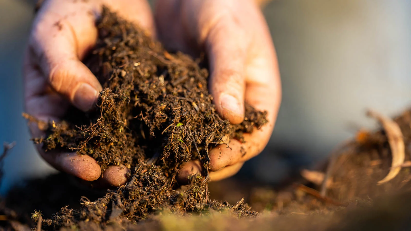 Hands holding soil in the garden.