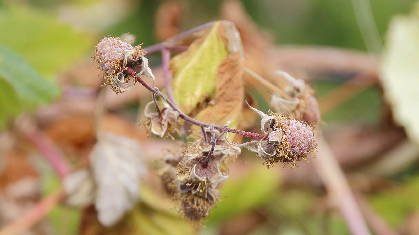 Browning raspberry plant and fruits due to pest damage. 
