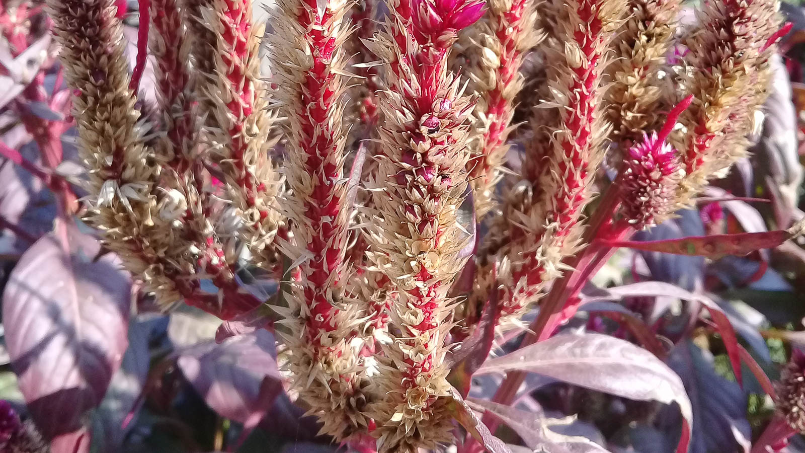 Close up of amaranth flowers preparing to go to seed.