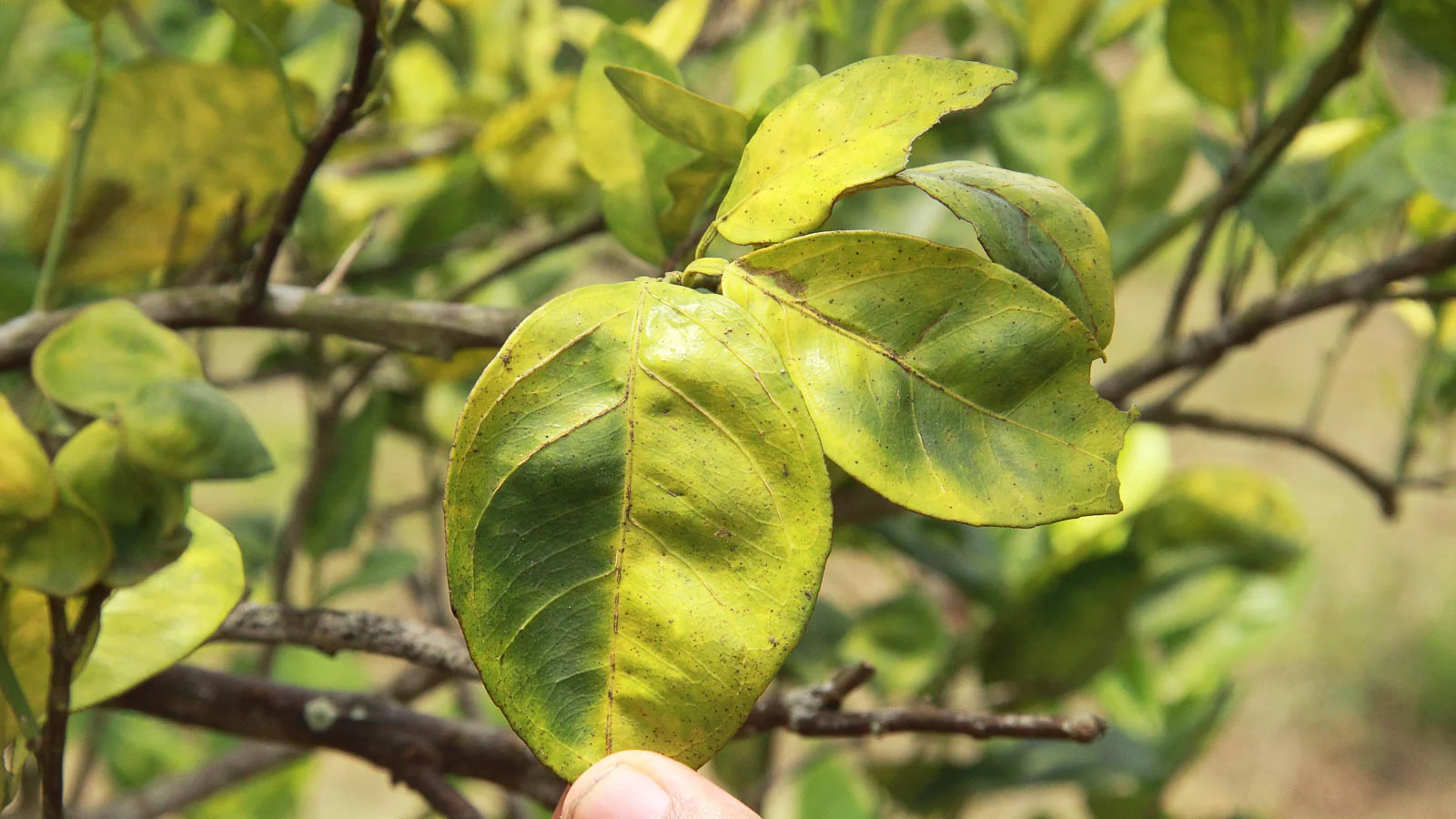 Discoloration in citrus tree leaves caused by disease.