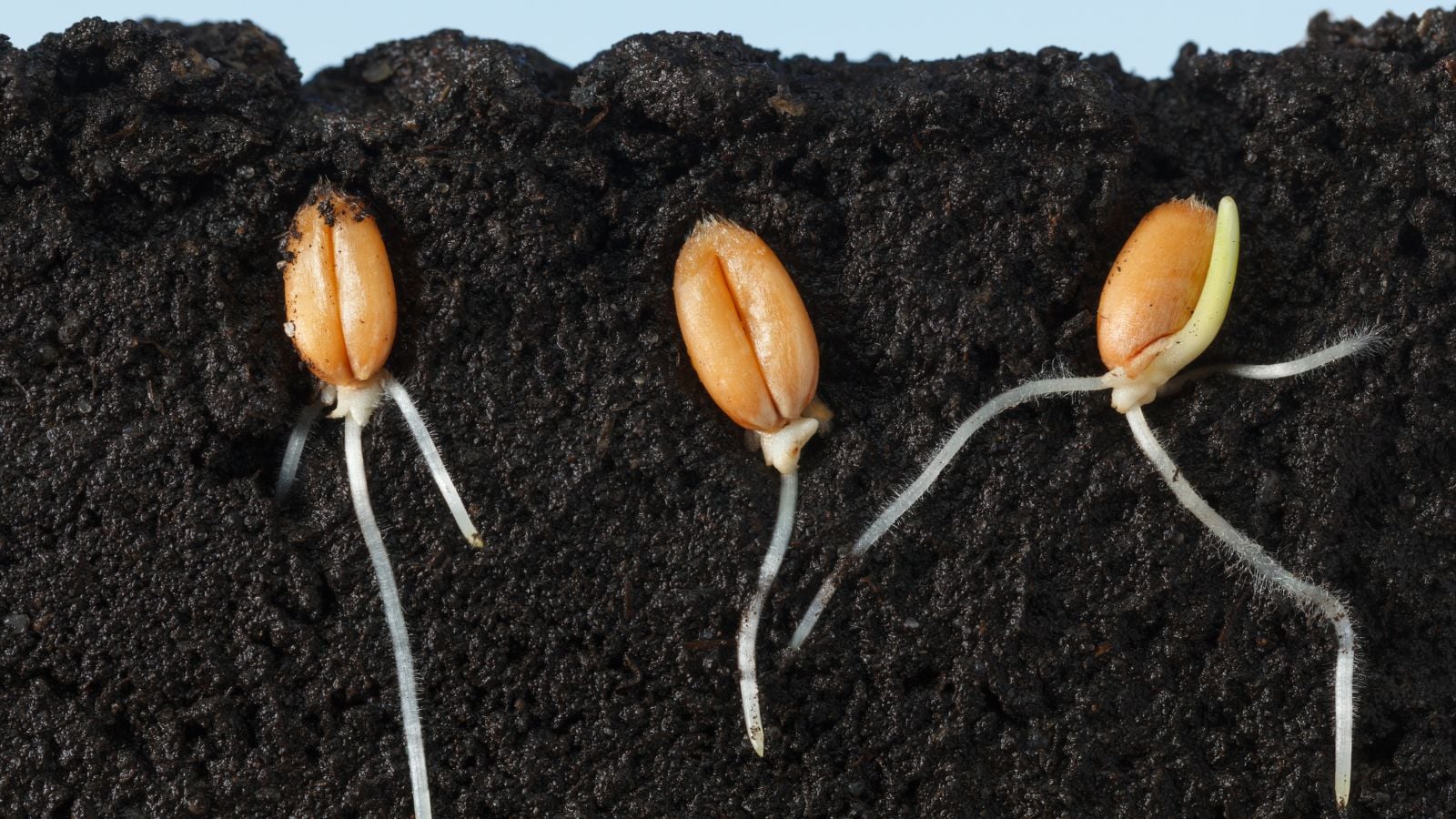 light brown colored kernels beginning to develop white roots under a layer of dark brown soil