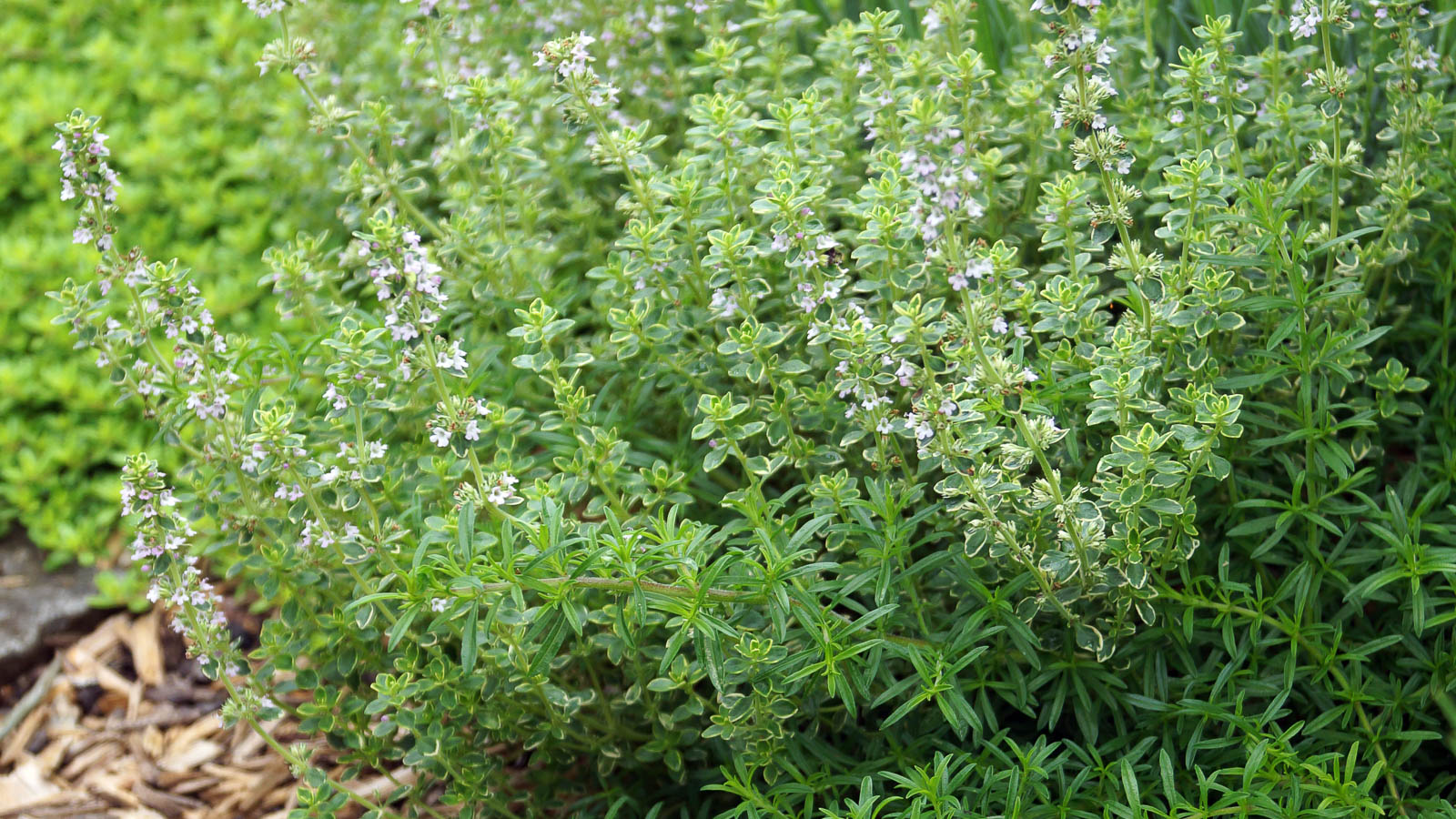 Flowering lemon thyme plant in garden bed.
