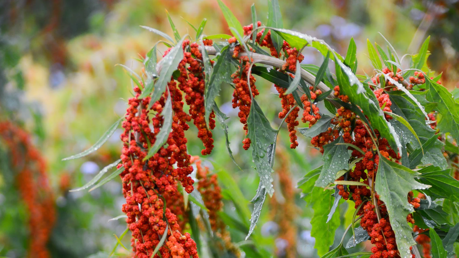 Orange quinoa plant in the garden. 
