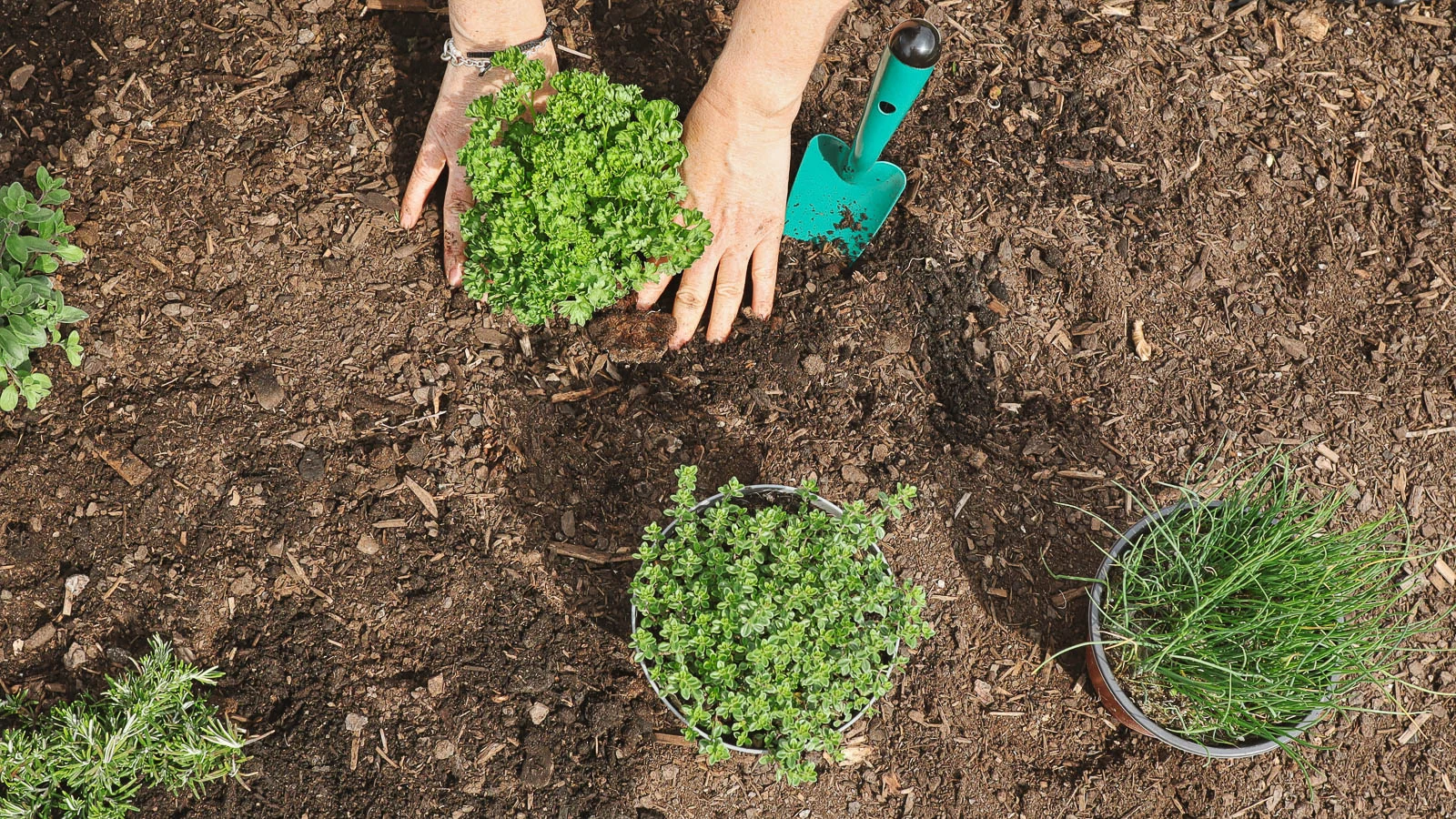 Hands planting parsley, lemon thyme, and chives in a garden bed.