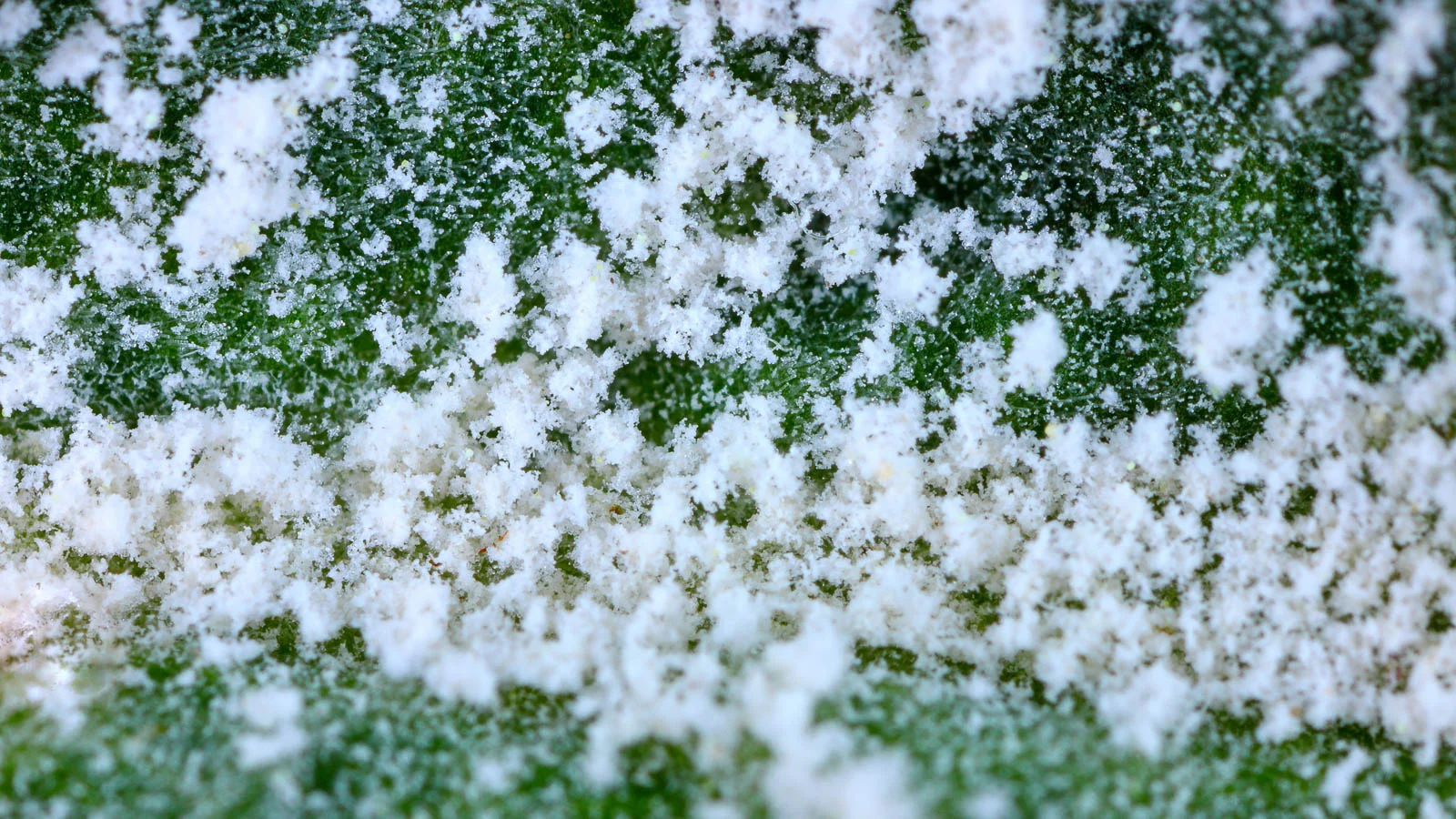 A close-up shot of powdery mildew on a plant's leaf, appearing fluffy and snow-like on the surface of the plant with a deep green color