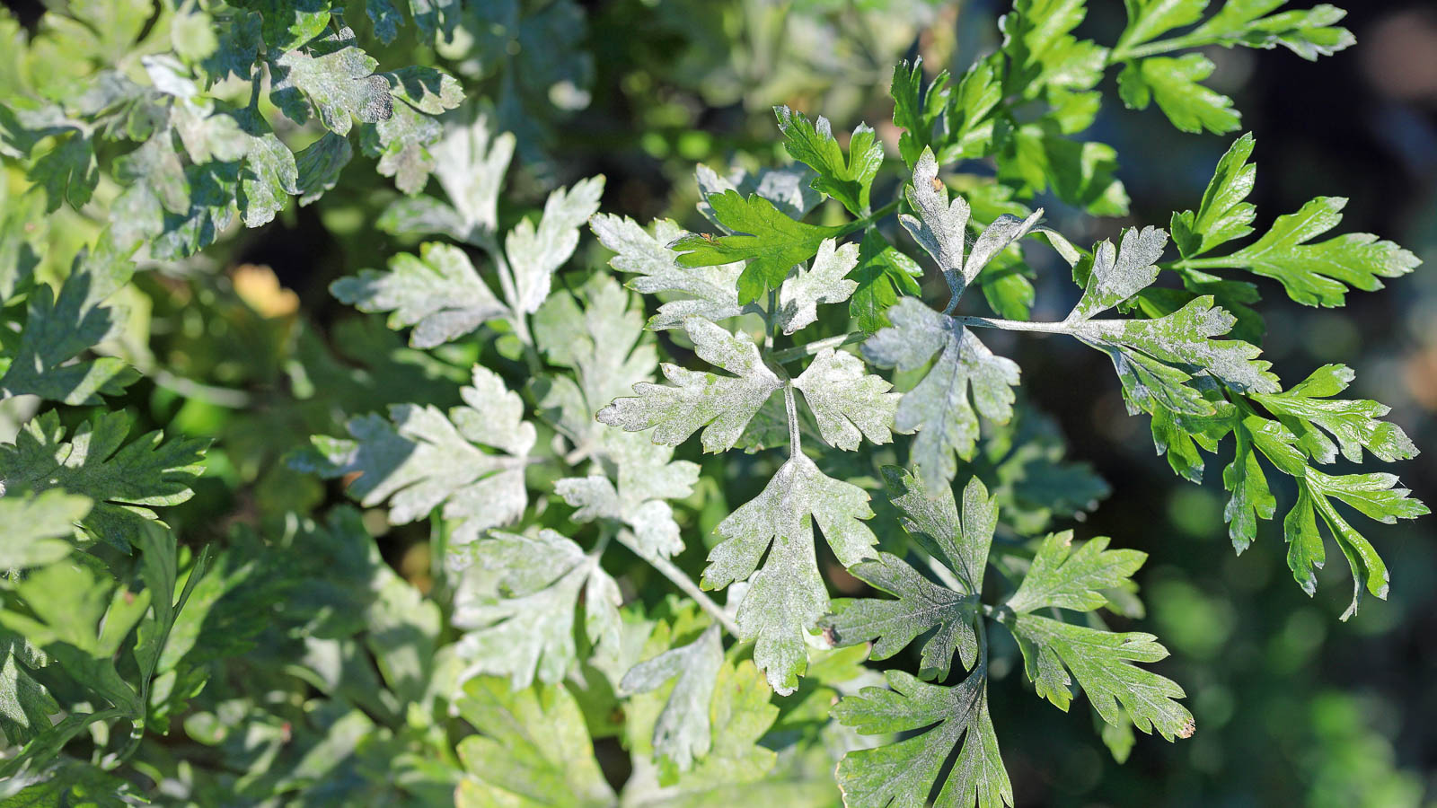 Powdery mildew on green herbs. 