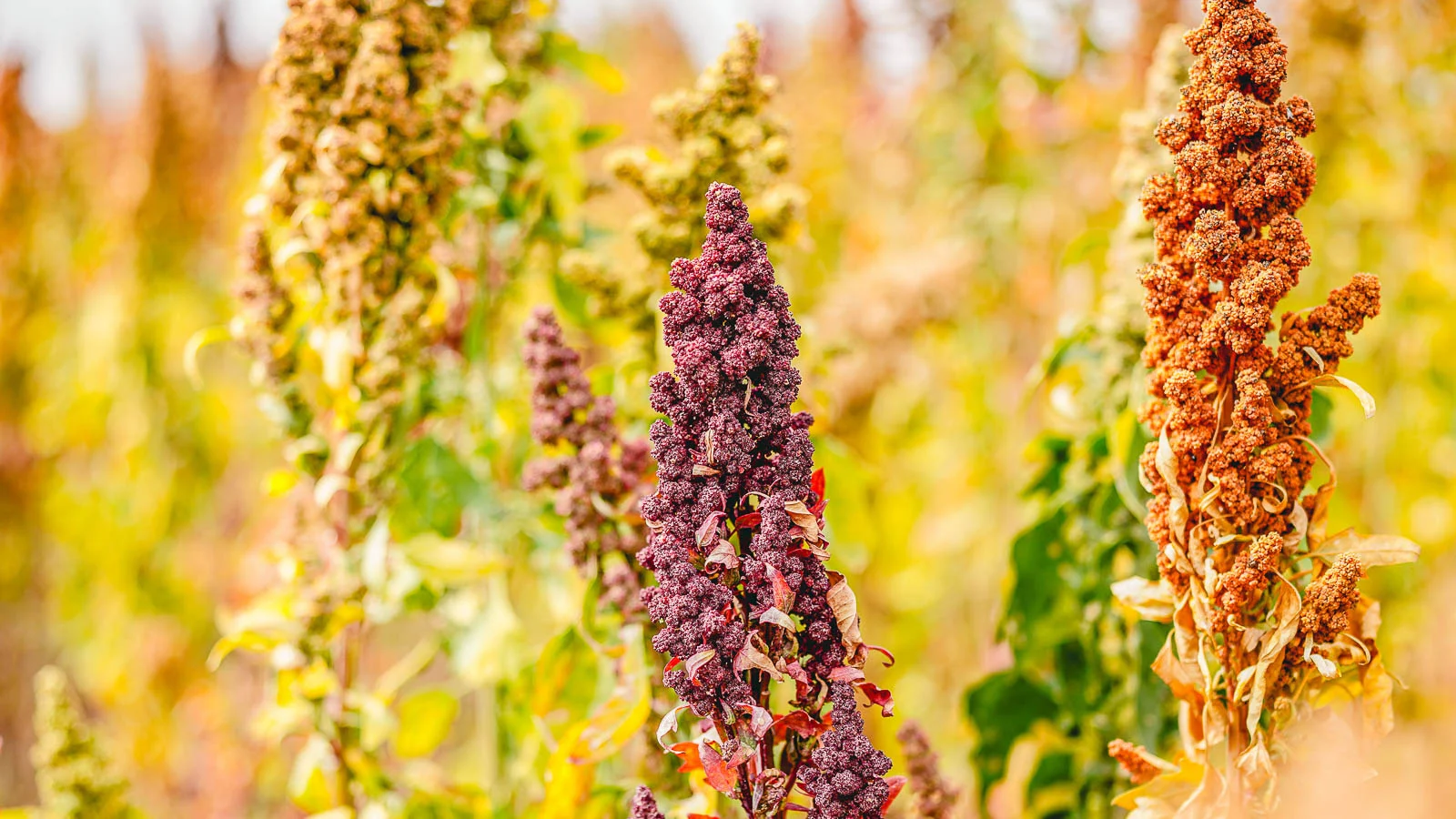 Purple and orange quinoa in field. 