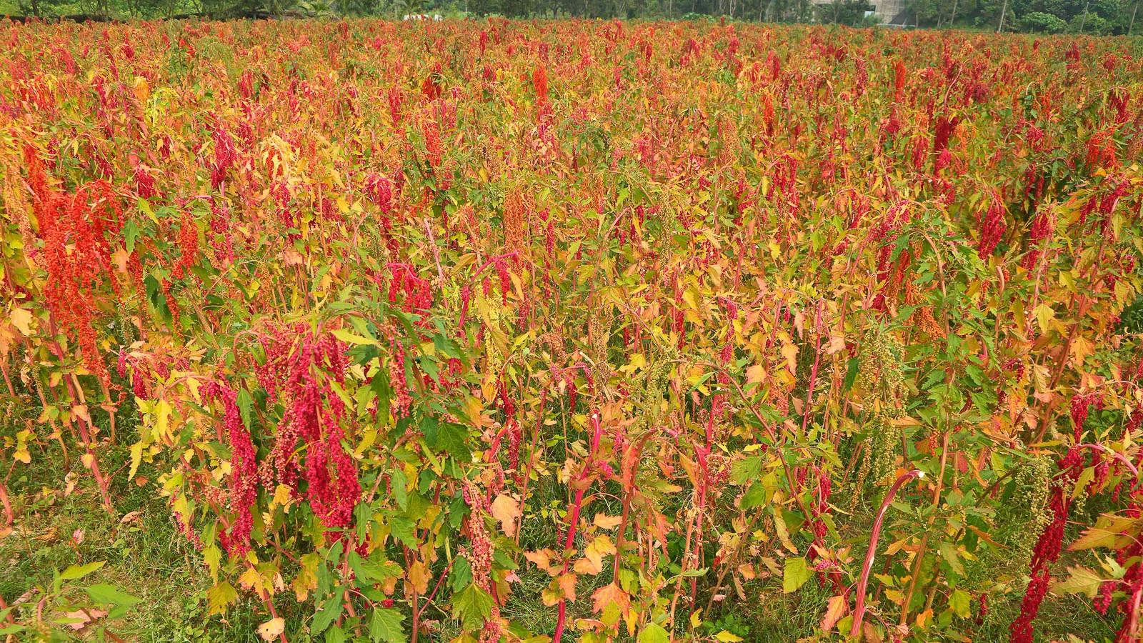 Field of colorful quinoa plants.