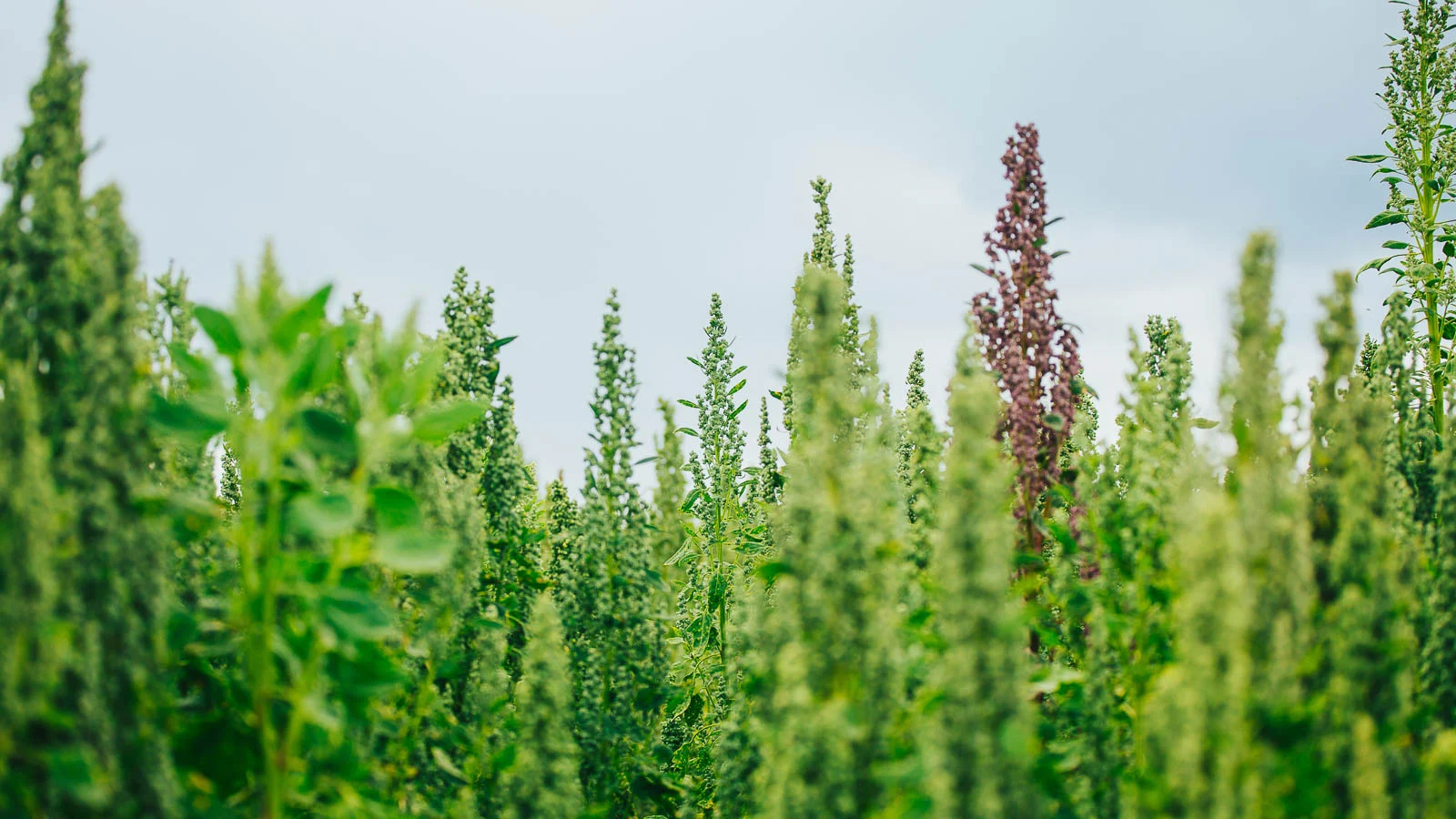 Green and purple quinoa stalks. 