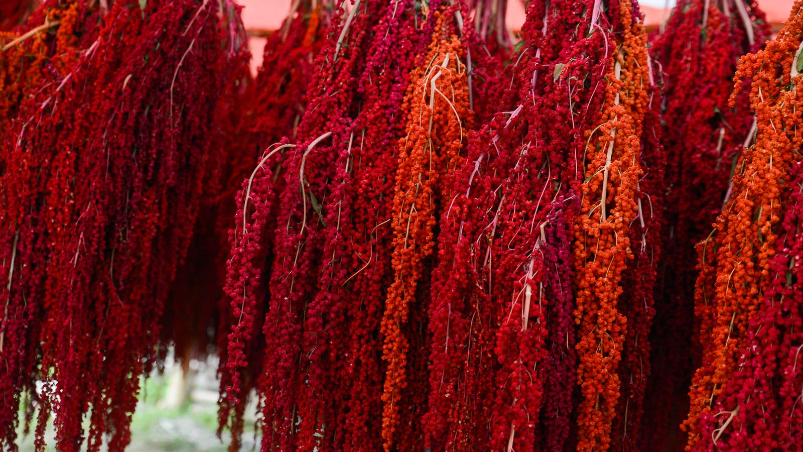 Harvested red and orange quinoa stalks. 