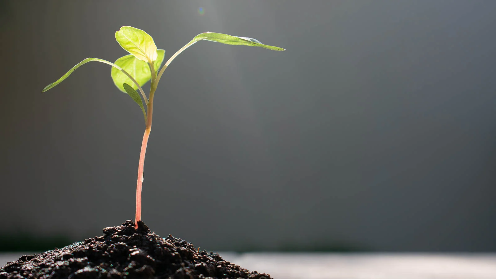 Young seedling growing in soil. 