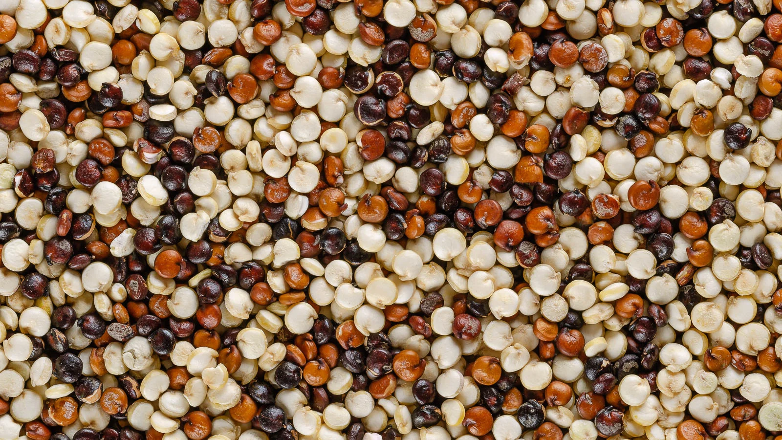 Close up of mixed quinoa seeds. 