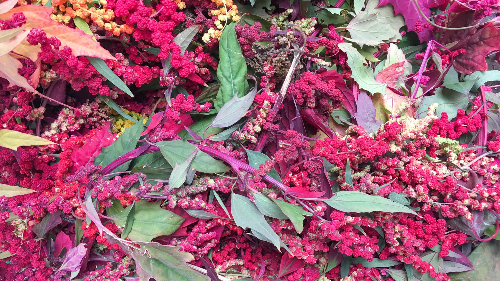 Cut quinoa stalks and flowers in a pile. 