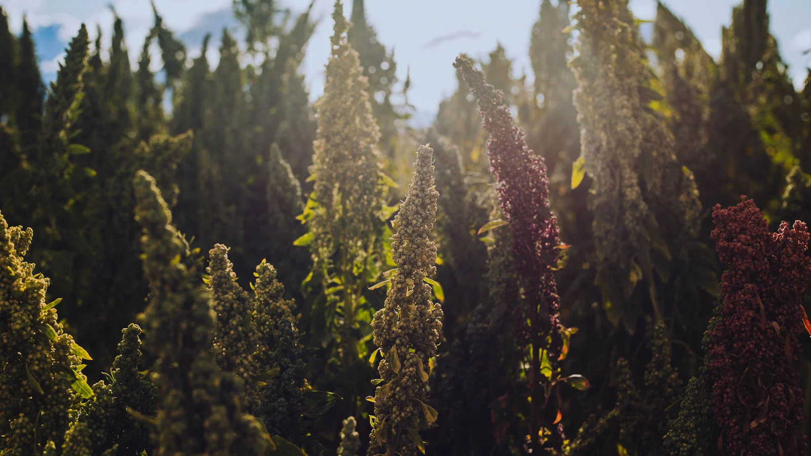 Quinoa plants growing in field in full sun. 