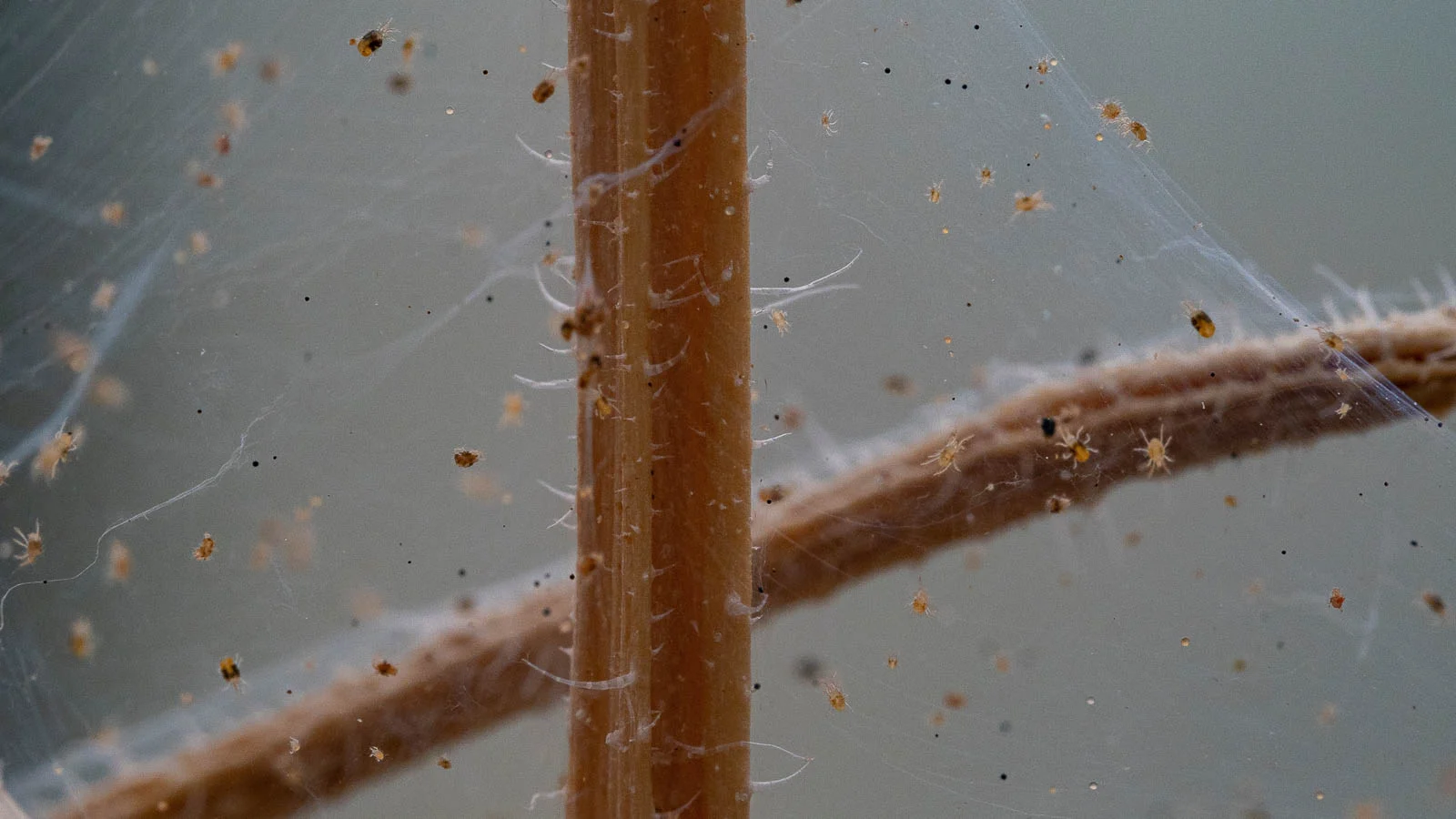 Close up of spider mites and webbing around plant stalk.