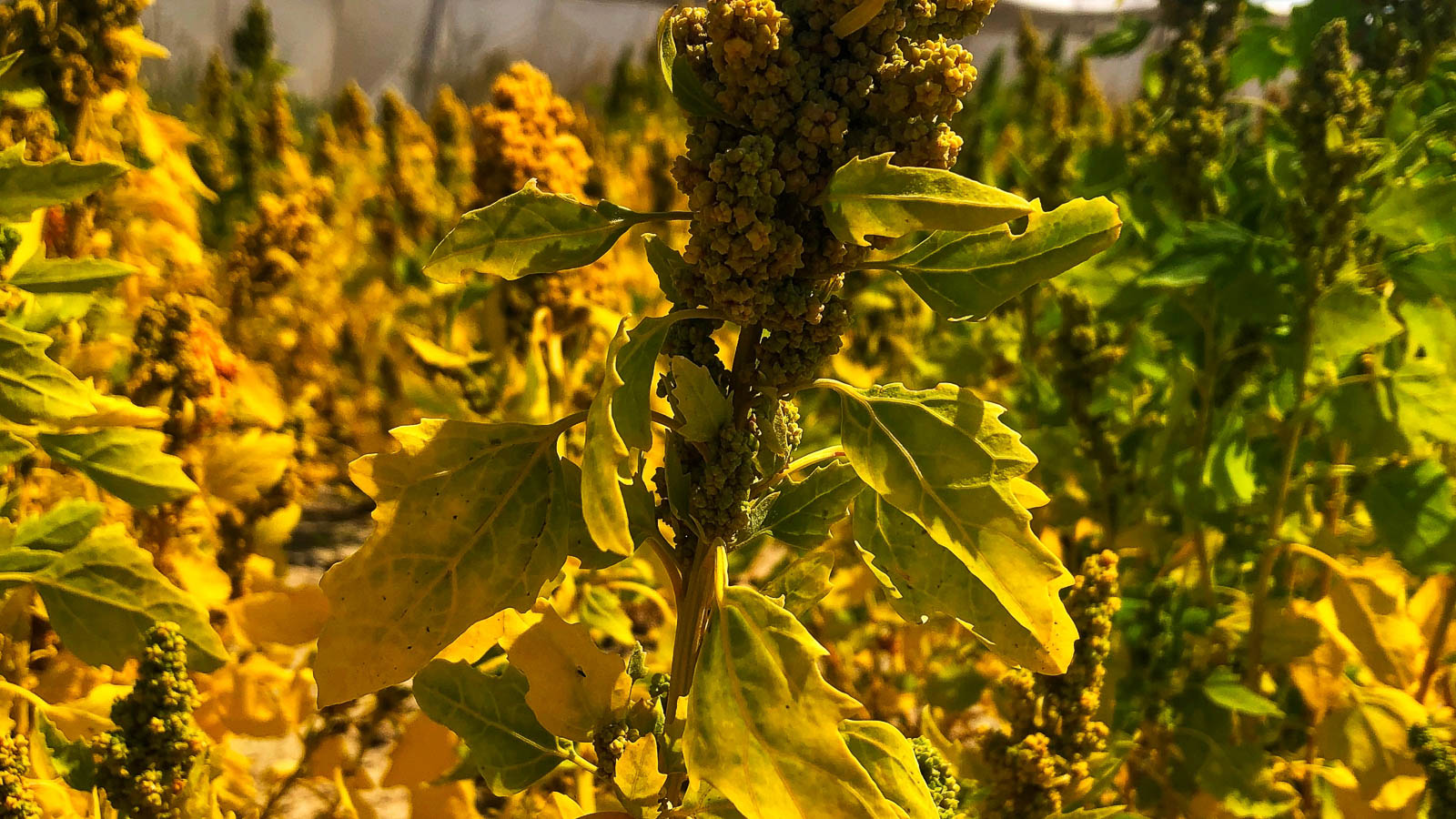 Quinoa with yellowing leaves in the garden. 