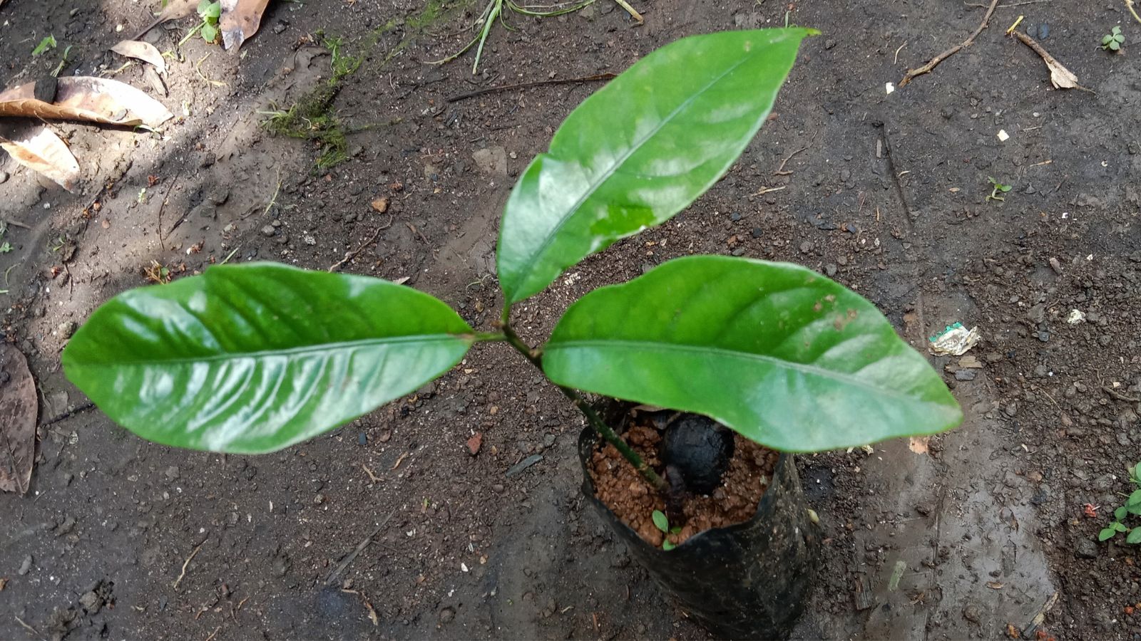 Саджанець мускатного горіха Myristica fragrans у чорному пластиковому пакеті з ґрунтом, з трьома великими листками, що ростуть зі стебла
