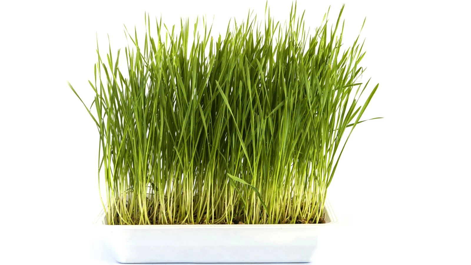 Саджанці Oryza sativa у помірно глибокому білому лотку з яскраво-зеленим листям, що світлішає біля коріння, розміщені в темно-коричневому ґрунті. Вирощування рису.