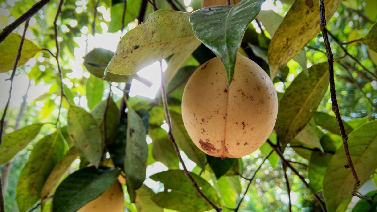 Крупний план плодів мускатного горіха Myristica fragrans, що мають плями, які також з'являються на численних листках рослини