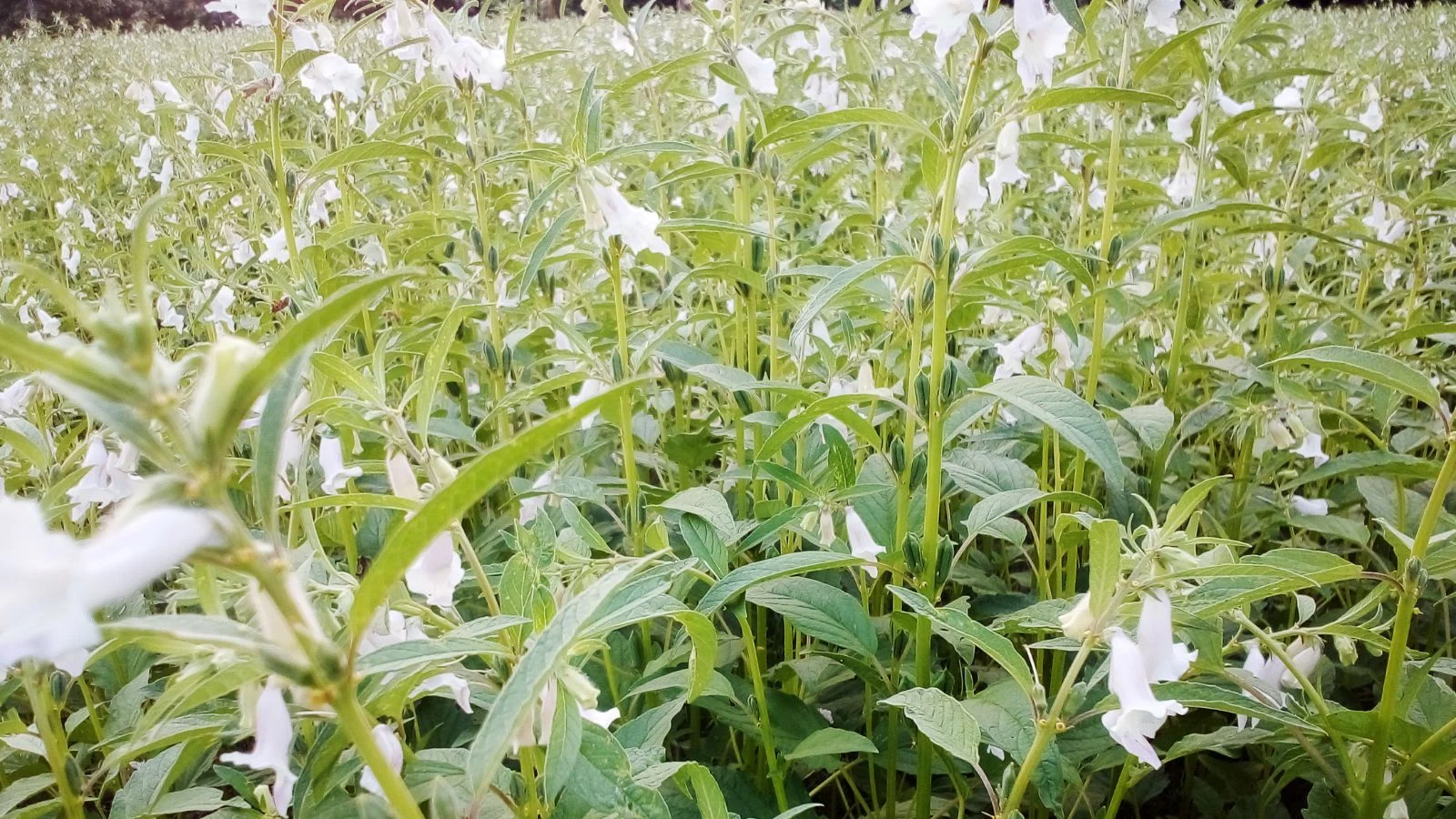 Поле кунжуту (Sesamum indicum), що цвіте численними білими квітами. Догляд за кунжутом не вимагає обрізки.