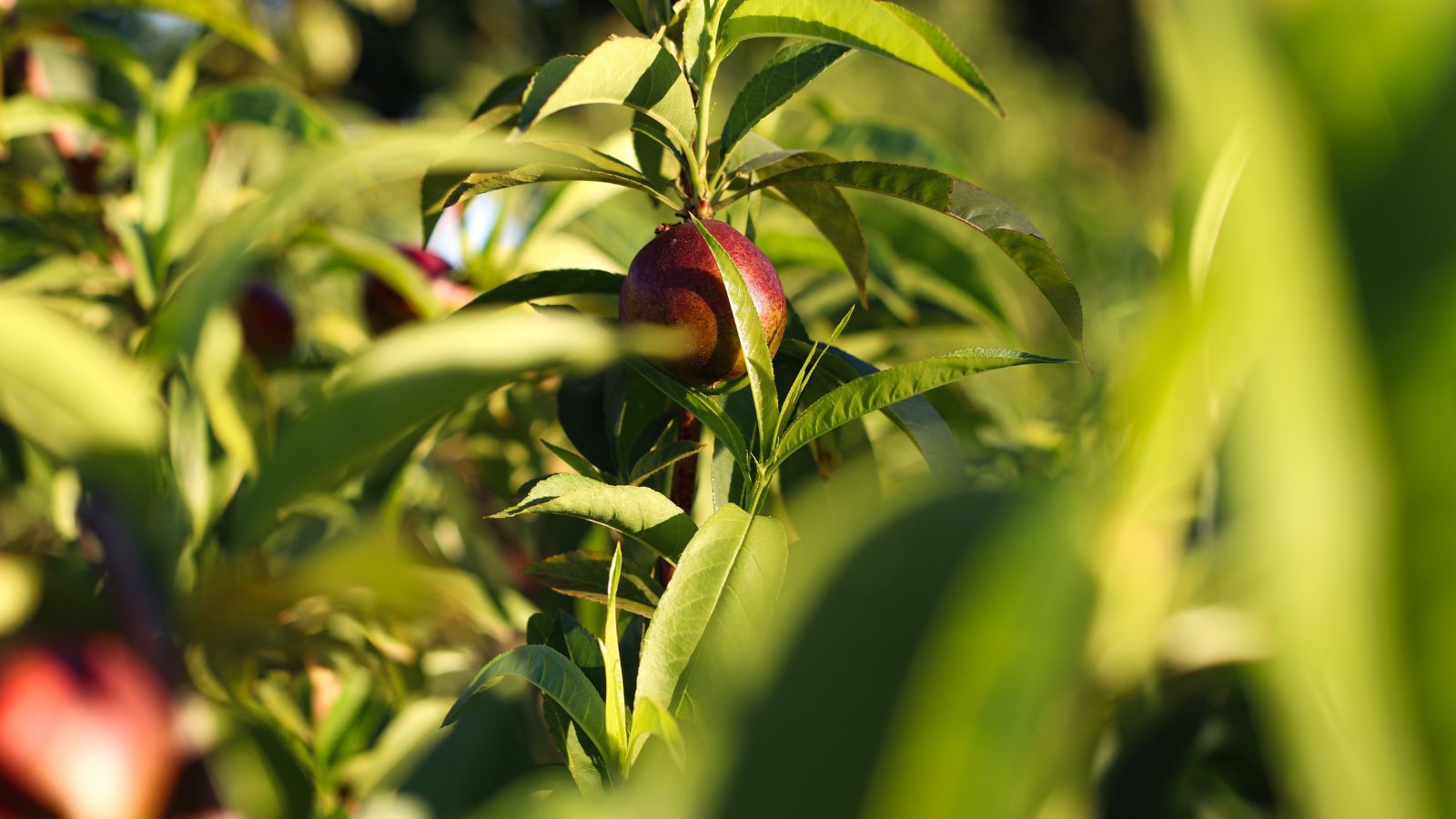 Здоровий і міцний Prunus persica var. nucipersica з круглими червоними плодами, оточеними зеленим листям. Вирощування нектаринів