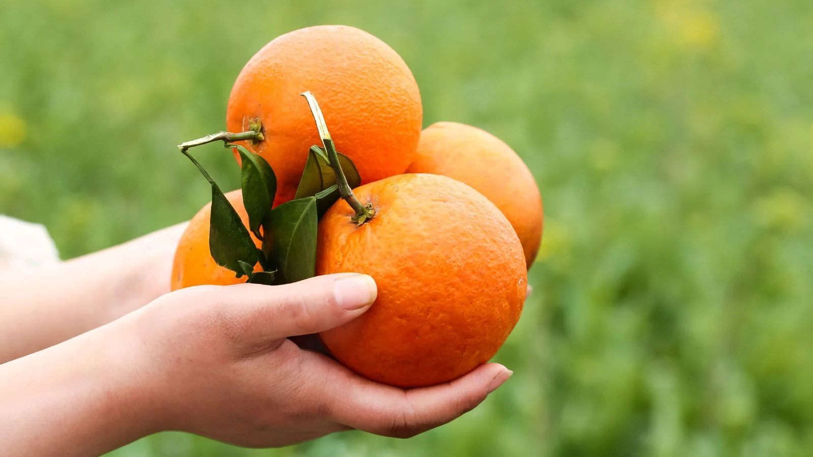 Людина тримає в руках яскраво-помаранчеві плоди Citrus sinensis над газоном з густою травою, це апельсинове дерево Навел.