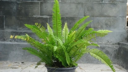 Бостонська папороть (Nephrolepis exaltata) у горщику