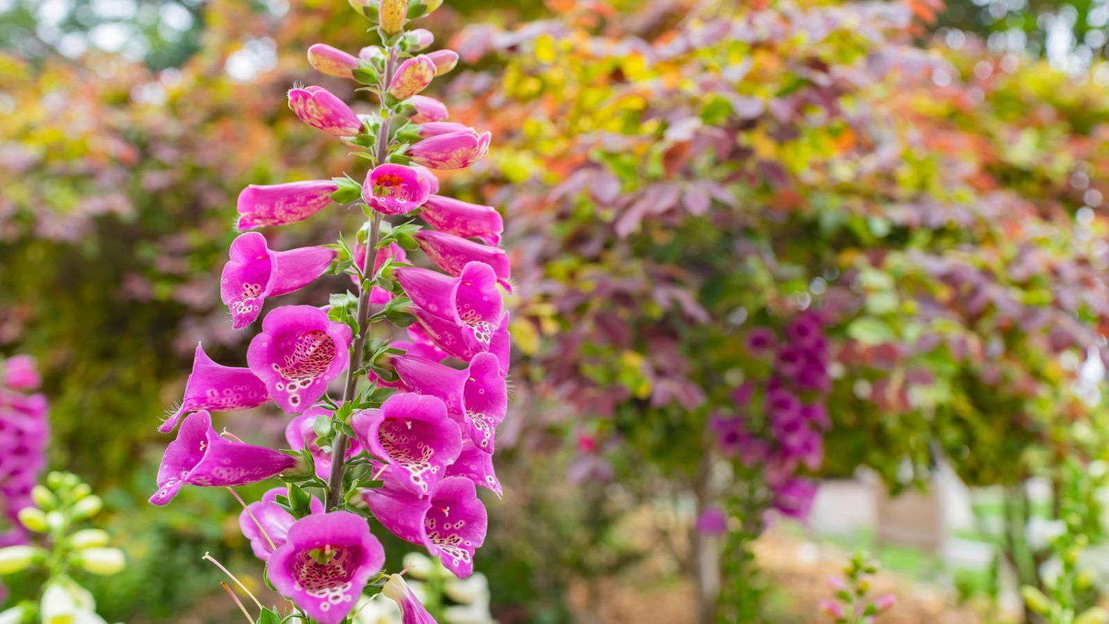 Стебло наперстянки пурпурової зі здоровими квітами яскраво-пурпурового кольору з білими відмітинами у сонячному саду