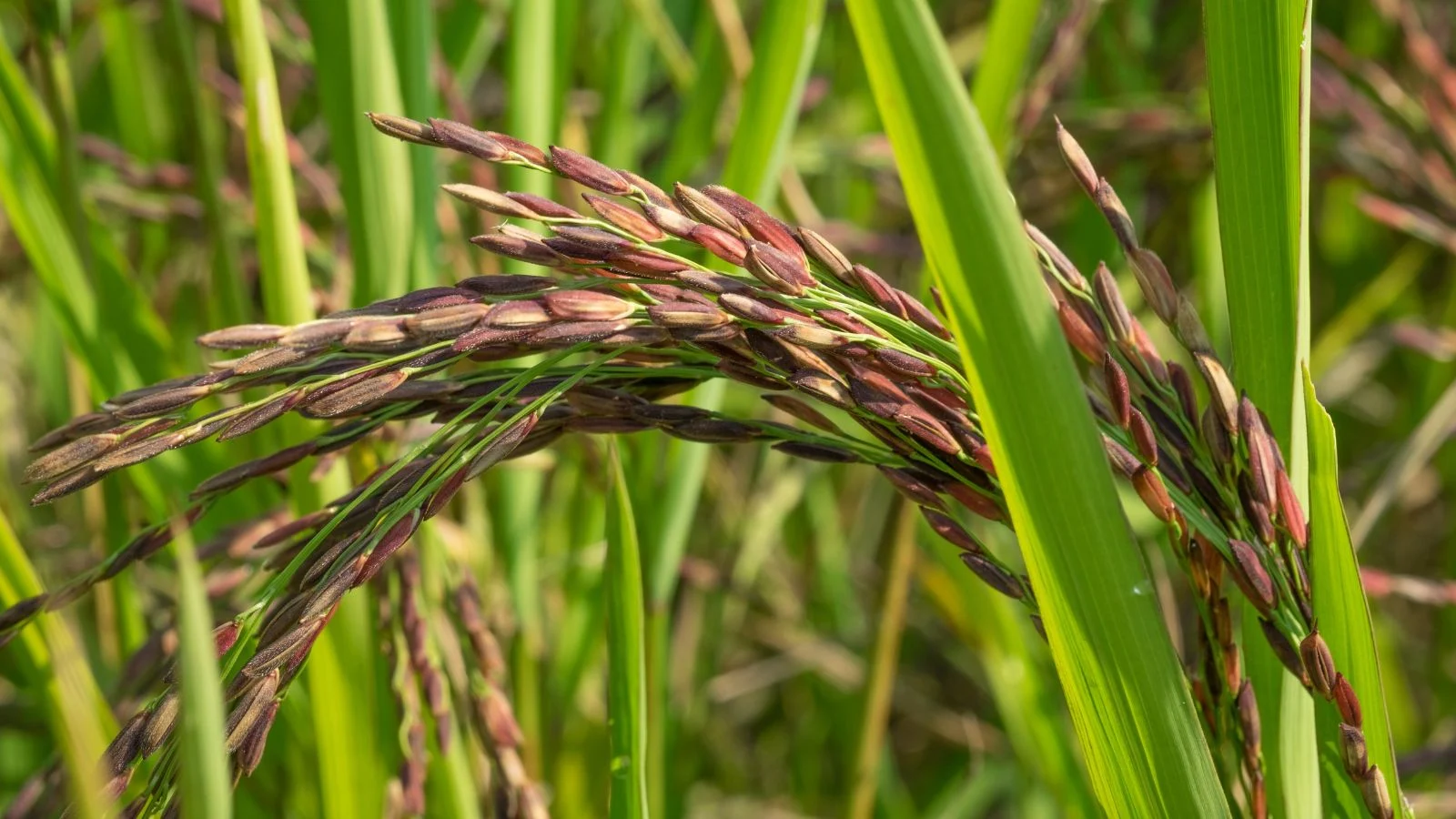 Чорний сорт Oryza sativa, прикріплений до довгих яскраво-зелених стебел і листя, розташований на сонячній ділянці з безліччю інших рослин на задньому плані. Вирощування рису.