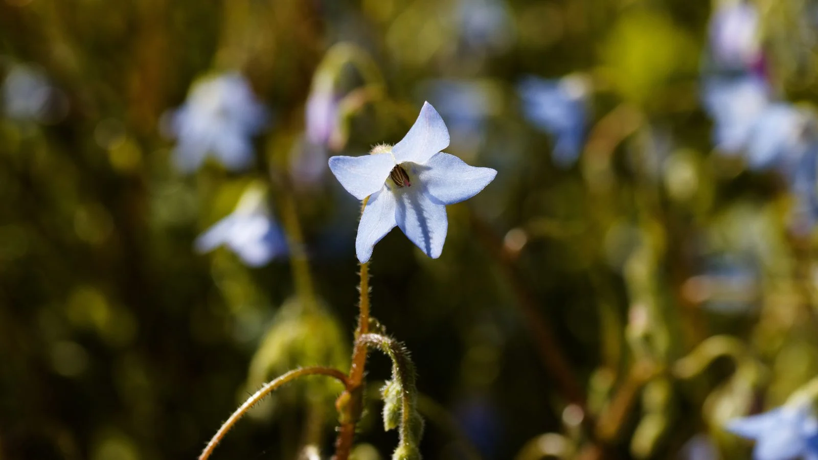 Крупний план невеликої квітки Borago pygmaea.