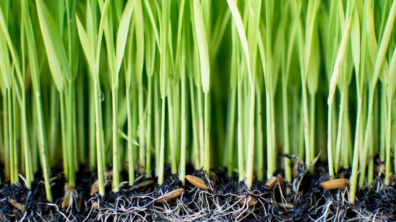 Безліч саджанців Oryza sativa, розміщених рядами, з яскраво-зеленими стеблами, що ростуть із темно-коричневого ґрунту, з розкиданими біля коріння оболонками насіння. Вирощування рису.
