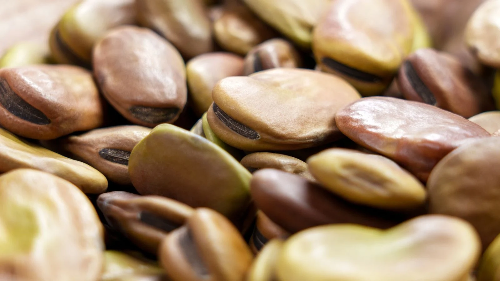 Висушене насіння Vicia faba, складене в купу, кожне насіння лежить одне на одному під яскравим світлом. Розмноження кінських бобів.