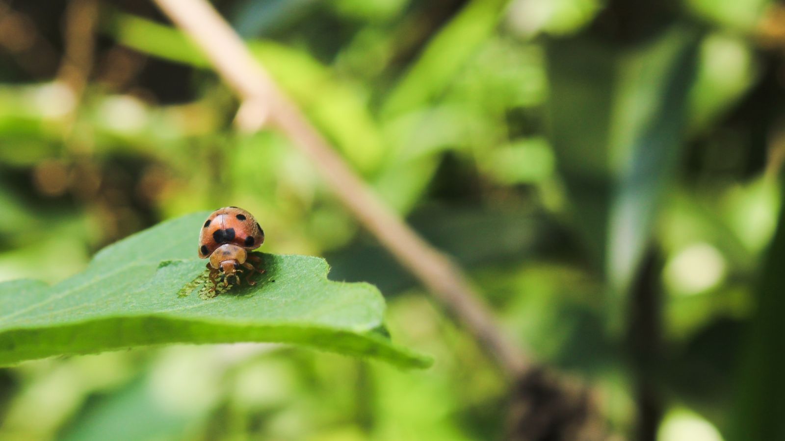 Дорослий мексиканський квасолевий жук (Epilachna varivestis) на листі