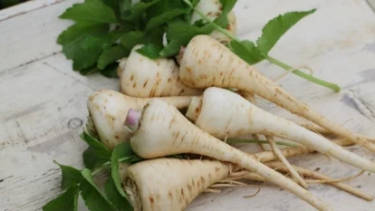 Свіжий урожай пастернаку (Pastinaca sativa) з тонкими, звуженими коренеплодами та світло-зеленим листям. Коренеплоди лежать на сільській поверхні, їхня злегка шорстка шкірка та кремовий відтінок свідчать про свіжий збір, оточені зеленню.
