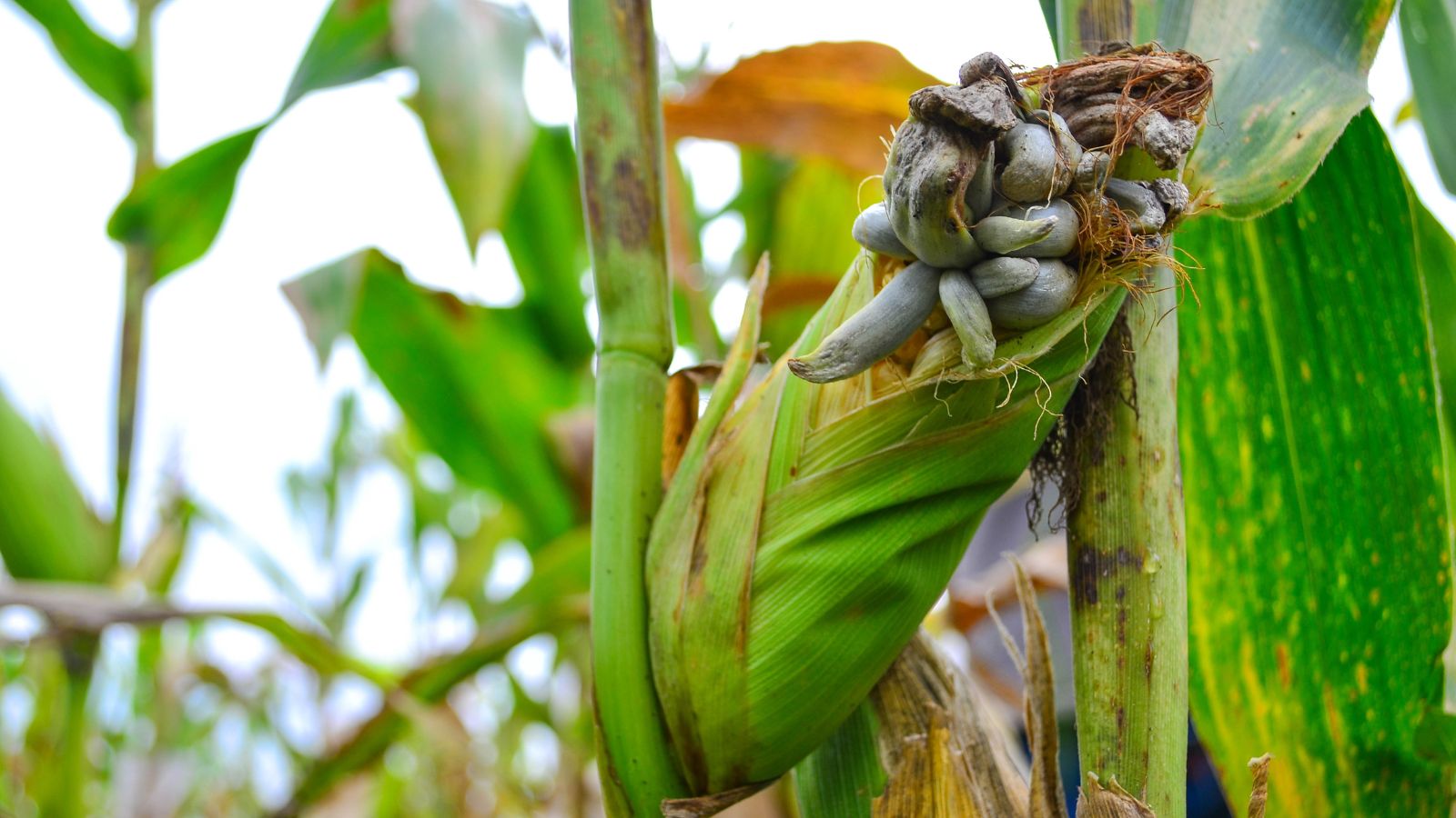 Нарости, що утворюються на рослині Zea mays через грибкову інфекцію, з качаном, що все ще знаходиться в лушпинні на рослині яскраво-зеленого кольору, оточеному іншими культурами.