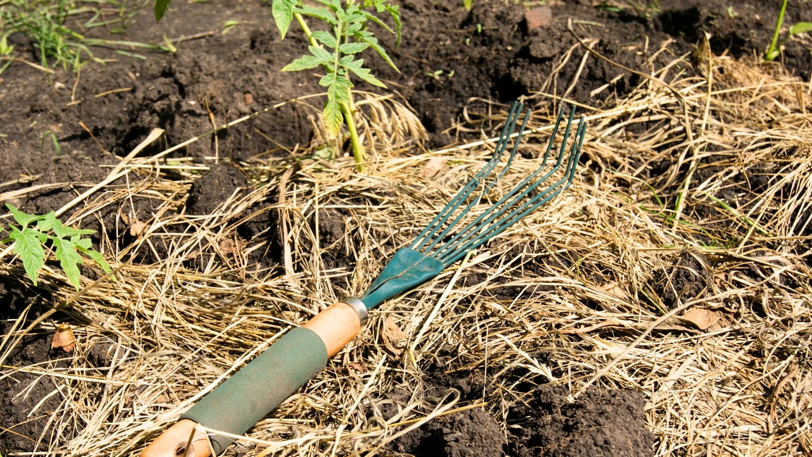 Крупний план садових граблів на шарі сухої солом'яної мульчі, що покриває грядку з розсадою томатів.