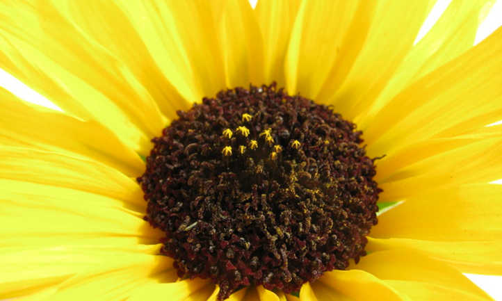 Соняшник сріблястолистий (Helianthus argophyllus)