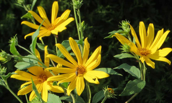 Топінамбур (Helianthus tuberosus)