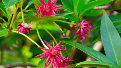 Крупний план дерева зірчастого анісу (Illicium verum) з восковим видовженим листям та численними червоними квітами, що виглядають колючими